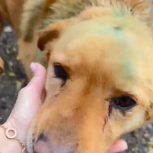 RAVI - Mobbingopfer - wird immer wieder gebissen - vermittelt Kathleen Müller