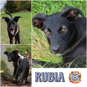 RUBIA in 27374 Visselhövede - vermittelt