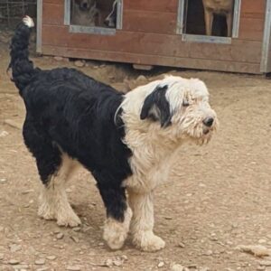 SAKUNA - vermisst 01/24