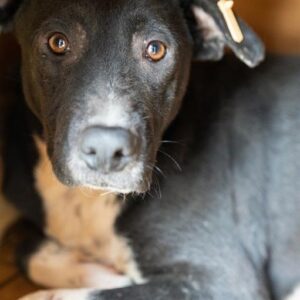 SALLY - reserviert Anna - vermittelt