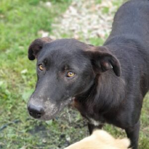 SALWA - vermisst 11/2022