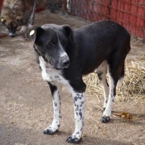 SCAYA - vermisst 11/2021