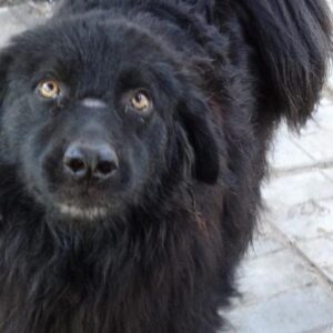 SCHORSCH - reserviert ES (CD) - vermittelt