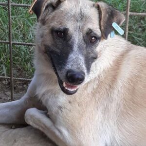 SEMMY - vermisst 08/21 -