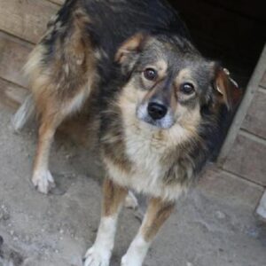 SENTA - reserviert Manuela vermittelt