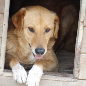 SERENO - vermisst 04/2023