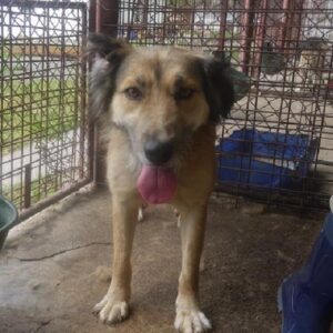 SESAN - reserviert TH Pfaffengrün - vermittelt