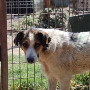 SEYA - vermisst 11/24