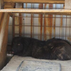 SHIVA - vermisst 11/2021