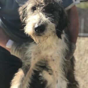 SHULA - reserviert Hilfe für Herdenschutzhunde - vermittelt