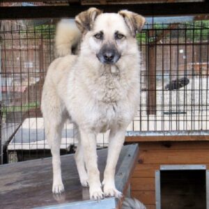 SIGUNA - reserviert MH - vermittelt