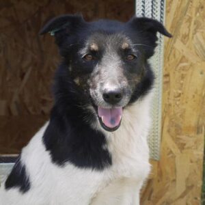 SITA - reserviert Tierhilfe Lebenswert DR - vermittelt