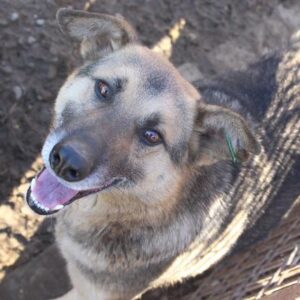 SMILEY - reserviert Manuela - vermittelt