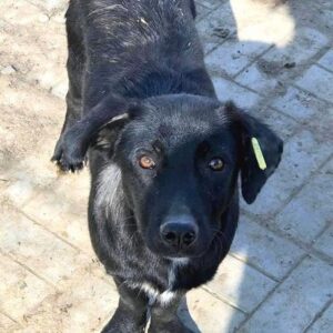 SNORRE - vermisst 01/23