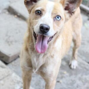 SOMA - reserviert Tierhilfe Lebenswert DR (22.01.) - vermittelt