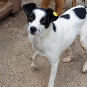 SOOKEE - reserviert Tierhilfe Lebenswert - vermittelt