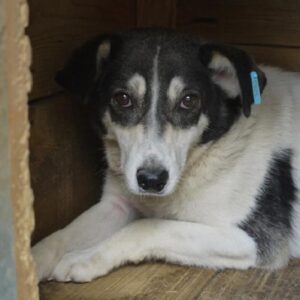 SPECS - vermisst 03/2022