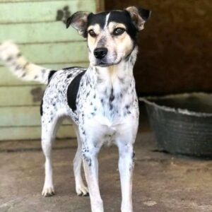 STREUSEL - reserviert für PDR PS in 58239 - vermittelt