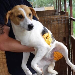 SUNSHINE - reserviert - vermittelt