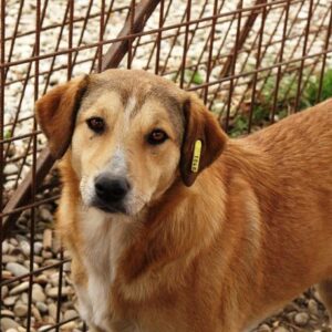 SUSHIL - reserviert Manuela - vermittelt