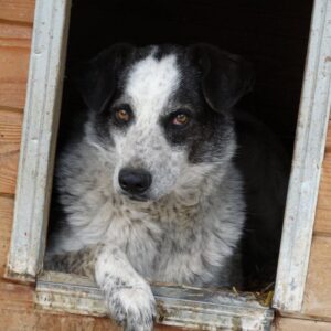SYDNEY (♂) - RBB 07/24