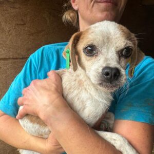 SARAA (♀) - ausgereist zum TST Rösrath