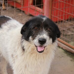 SCHNUFFLO (♂) - seit mind. 2020 im Shelter - vermittelt Manuela