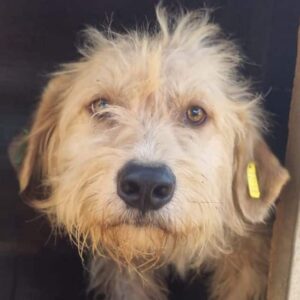 SCOTTI (♂) - ausgereist zum TST Rösrath