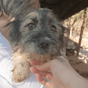 FAY - auf PDR PS im PLZ Bezirk 1 - vermittelt