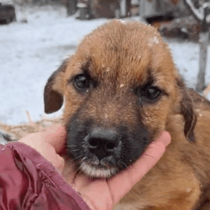 TAIO (♂) - auf PS im PLZ Bereich 92 - vermittelt