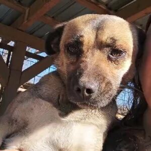 GRACIE (♀) - ausgereist zur Tierhilfe Lebenswert DR 28.03.25