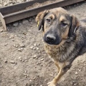 ILOS (♂) Notfall - humpelt hinten links, schlechter Allgemeinzustand, Sicht eingeschränkt