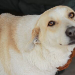 SHEGA - reserviert Manuela - vermittelt