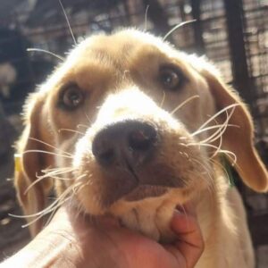 STUPPS (♂) - ausgereist zum TST Rösrath