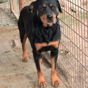 TAIKA - reserviert Manuela vermittelt