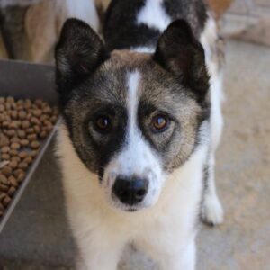 TAKUMI - reserviert Sasi - vermittelt