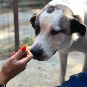 TAMILO - reserviert Manuela - vermittelt