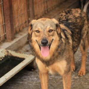 TAMMI- reserviert Menschen für Tiere Landau (Silke) - vermittelt