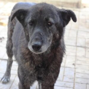 TANABAHI - vermisst 08/21