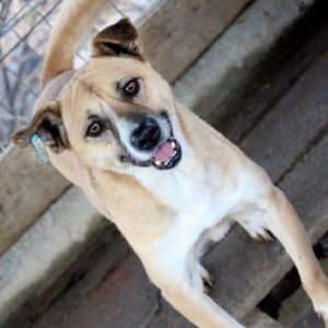 TANQUERAY - reserviert Mit Tieren Leben e.V. - vermittelt