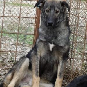 TEMINO - vermisst 04/2022