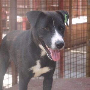 THYME - reserviert für ES (MG) - vermittelt