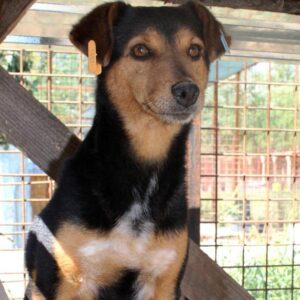 TIPONI - reserviert Tierhilfe Lebenswert DR - vermittelt