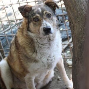 TIZIA - reserviert TINO - vermittelt