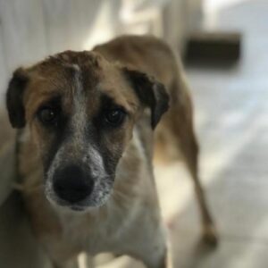 TJARKA - reserviert TH Limburg - vermittelt