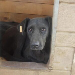 TJARKIA - reserviert Manuela - vermittelt