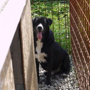 TJERL - großer Tumor am rechten Oberschenkel - vermisst 11/2021