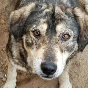 TONIA - reserviert (Tine) - vermittelt