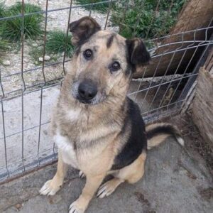 TONIE - reserviert Manuela - vermittelt