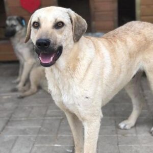 TONIO - vermisst 06/23